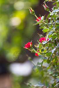 花园中的红玫瑰花瓣粉色香味红色植物学植物园艺玫瑰香水图片