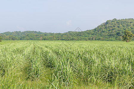 甘蔗早期生长区生物质农田收获国家公园生态生物美丽土地稻草图片
