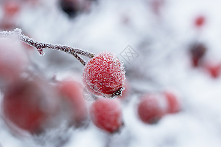 冬天雪中玫瑰花的红果子森林野蔷薇院子天空草本植物季节温度天气枝条玫瑰图片