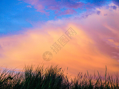 日落时草的轮光花束土地农业阳光草地季节场景花店蓝色叶子图片