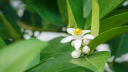 细细的花朵开花绿色雌蕊白色草本植物热带花瓣果园柠檬植物群水果图片