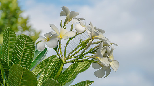 白花花天空绿色白色黄色鸡蛋花花园叶子植物蓝色热带图片