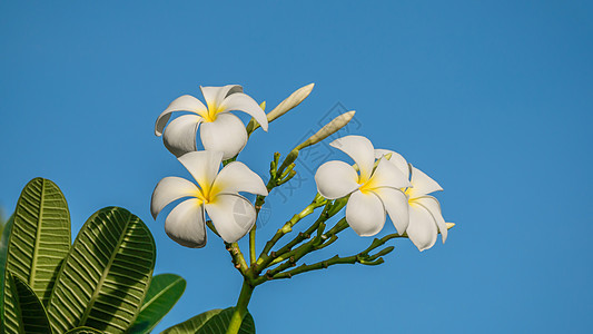 白花花绿色花园植物团体天空鸡蛋花叶子热带黄色蓝色图片