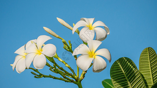白花花热带花园蓝色花瓣天空叶子白色团体绿色植物图片