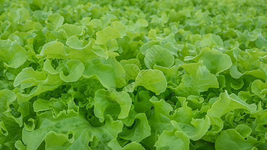 绿橡树生菜栽培生产水培生长环境技术叶子蔬菜培育市场图片