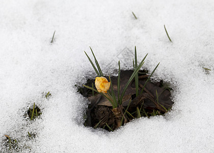 雪中花朵阳光生存植物投标生长季节树叶草地花瓣植物群图片