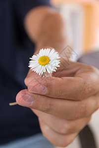 手给一朵小甘菊花或雏菊花作为浪漫的礼物 夏天早上在乡下村落图片