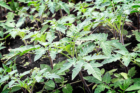 在花园里种番茄树苗地球苗木农场温室农业维生素绿色植物素食餐蔬菜图片