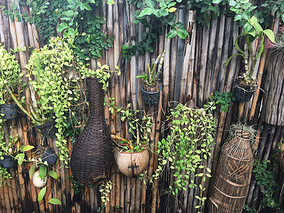 墙竹栅栏和挂在后院的热带植物图片