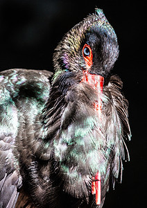 黑 有美丽的黑色羽羽毛水禽脖子翅膀鸟类动物黑鹳动物园图片