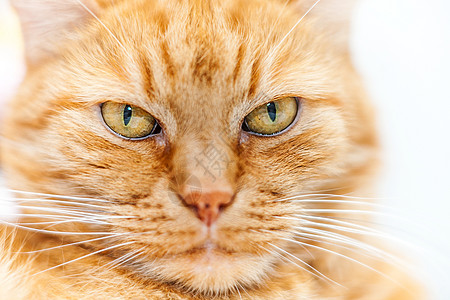 旧红猫哺乳动物宠物猫咪注意力鼻子小猫红色头发猫科动物动物图片