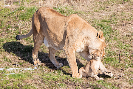 狮子和幼崽 探索周围环境幼兽成人绿色哺乳动物牙齿食肉公园国王小猫婴儿图片