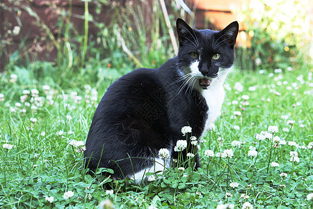 可爱的黑白家庭小猫宠物哺乳动物绿色猫科动物白色黑色毛皮图片