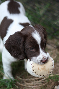 年青工作型的英语弹簧小狗 玩哺乳动物耳朵忠诚猎犬宠物小狗狗犬类伴侣玩具图片