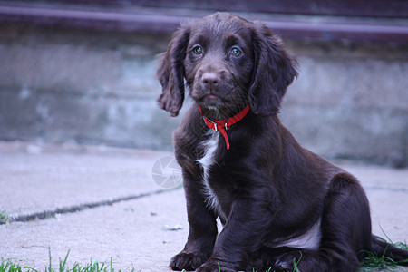 非常可爱的棕褐色工作型 斑马斗牛犬小狗犬类伴侣耳朵小狗狗宠物猎犬忠诚棕色哺乳动物图片