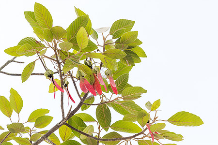 亚拉图斯树翅膀绿色植物学季节性季节白色飞行环境叶子热带图片