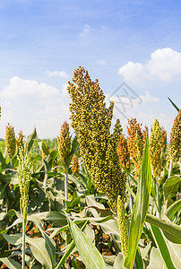 蓝天空的千米田植物天空收成谷物粮食绿色农田蓝色农场种子图片