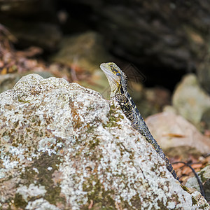 水龙在岩石上休息眼睛荒野尾巴绿色爬虫蜥蜴打猎图片