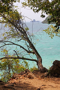 浏览树木到大海海岸情调蓝色风景海滩支撑岩石假期海水海洋图片