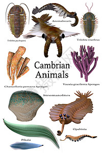 Cambrian动物图片