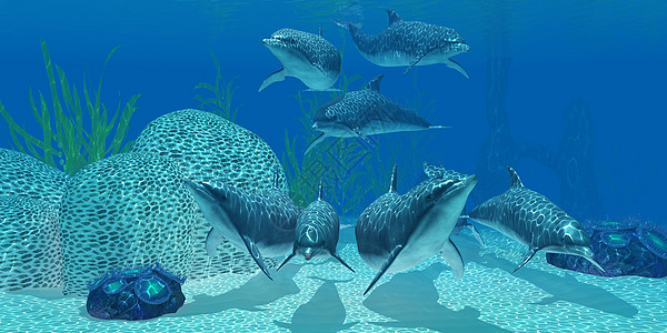 水下海豚珊瑚海洋生物盐水哺乳动物蓝色鲸目插图海洋游泳团体图片
