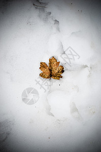 在雪中躺着的秋叶暴风雪墙纸植物群天气荒野环境生长季节纹理魔法图片