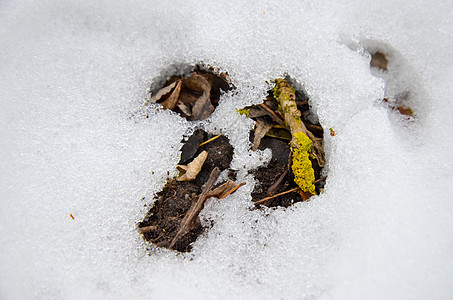 以雪层和树叶为背景的黄色苔藓季节宏观寒意植物叶子环境森林气候天气橙子图片