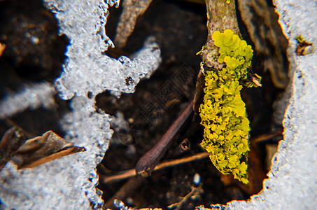 以雪层和树叶为背景的黄色苔藓寒意橙子公园季节森林天气环境自然气候植物图片