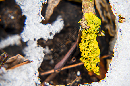 以雪层和树叶为背景的黄色苔藓季节橙子森林寒意叶子自然宏观植物气候公园图片