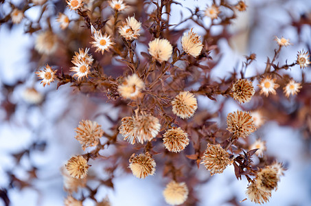 雪底的干鲜花季节边界荒野宏观蓝色公园花园野花叶子植物群图片