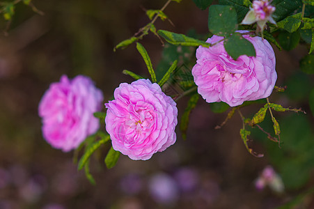春天公园花棚上的粉红玫瑰图片