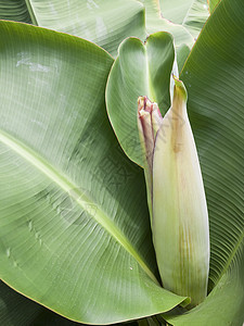 矮人种的香蕉食物热带农业叶子收成种植园植物群绿色植物水果图片