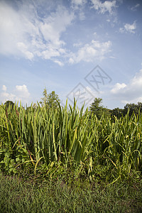 高草草植被活力植物闲暇旅游生长荒野天空旅行后院图片