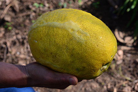 也门石礁医学水果植物柠檬季节饮食销售热带农业墙纸图片