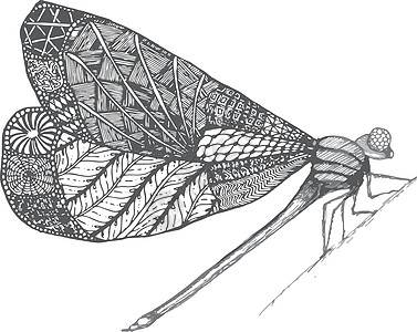 蜻蜓 手绘黑白和灰色的图形插图 涂鸦图片昆虫雕刻草图动物翅膀打印漏洞动物群墨水野生动物图片