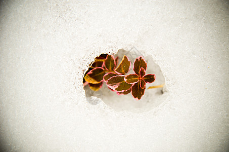 雪花红卫矛宏观边缘环境绿化幸运儿爬行者生态生长金子植物群图片