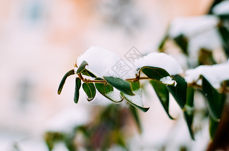 雪中绿色叶子森林季节植被木头磨砂光合作用公园树叶天气心形图片