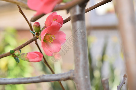 蛋白阳光植物群背景花园植物红色季节粉色花瓣黄色图片