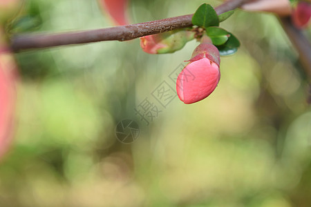 蛋白红色花瓣绿色植物群植物棕色季节粉色花园投标图片