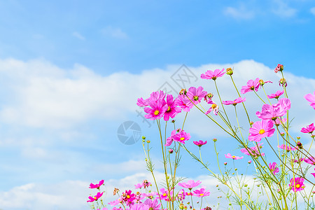 宇宙花朵环境花瓣季节荒野园艺天空蓝色雌蕊植物紫色图片