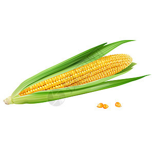 白色背景的玉米真实感广告美食宏观包装叶子餐厅收成插图徽章背景图片