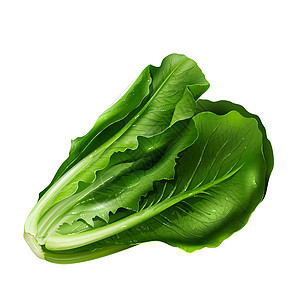 白色背景上的发泡叶子食物广告生态厨房罐装徽章真实感蔬菜创造力图片