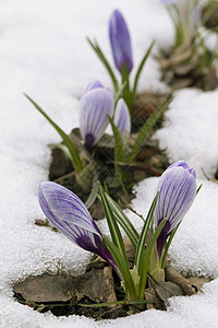 雪中花朵植物花园季节阳光投标生存紫色植物群草地生长图片