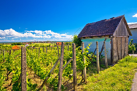 Vrbovec传统葡萄园和小屋图片