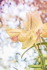 特写兰花的黄色黄花朵绿色女士宏观植物学植物群植物热带兜兰花园拖鞋图片