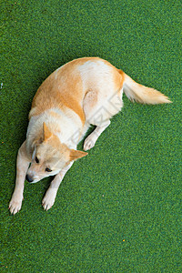 狗躺在家里的人工地盘上 笑声说谎工作室小狗白色宠物家庭阳台棕色牧羊犬地毯图片