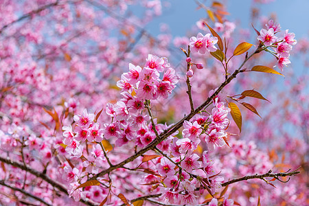 泰国樱村泰国粉色樱花花瓣季节图片