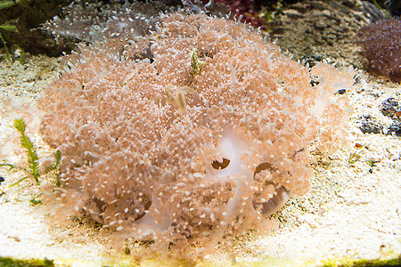粉红色海葵的触角潜水水族馆荨麻珊瑚色小丑游泳珊瑚触手热带动物图片