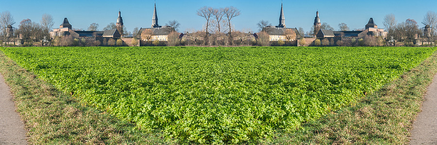 冬季的阿格拉田景象芸苔植物韭葱时令乳糖场地好奇心叶菜类沙拉农业图片