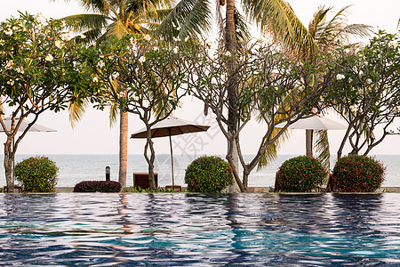 椰子树和在旅馆户外游泳池周围的椅子棕榈海滩热带游泳闲暇蓝色水池旅游奢华温泉图片